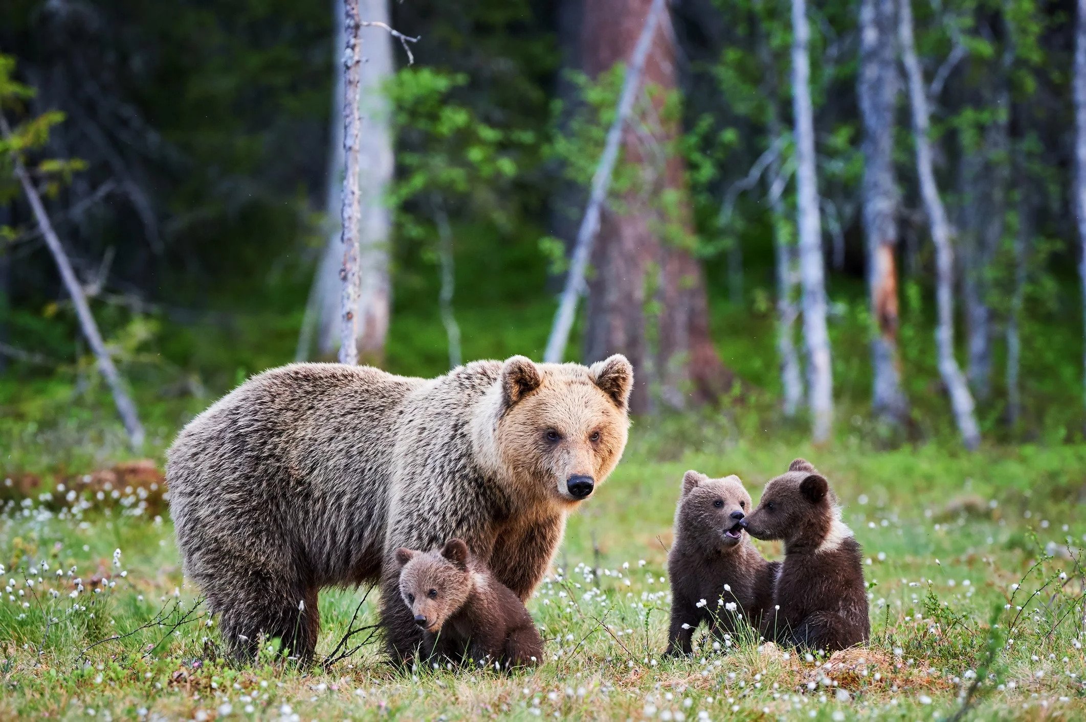 Bozeman Wildlife And Wild Nights